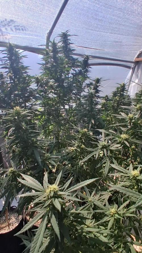 ZOAP greenhouse CO run