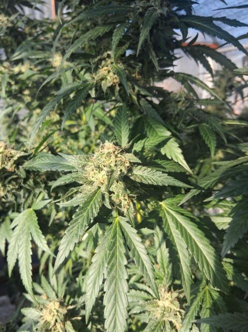 Ayahuasca Purple greenhouse CO run. Week 27