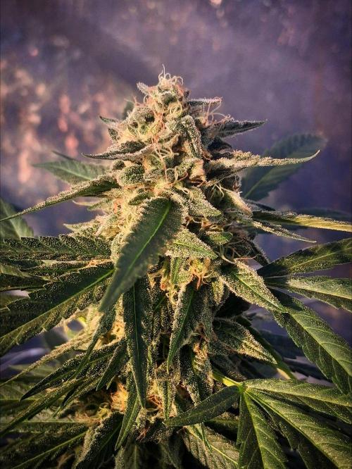 Rainbow Sherbet greenhouse CO run. Week 27