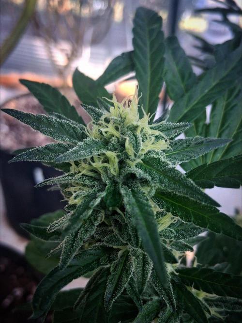 First look!!! My own strain!. Week 15