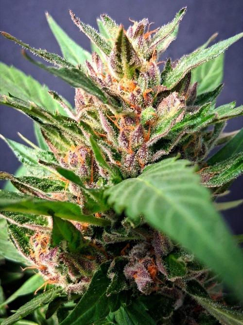 Outdoor Exotics. Week 16
