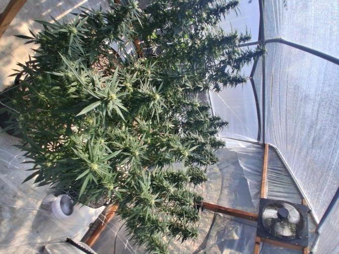 Rainbow Sherbet greenhouse CO run. Week 25