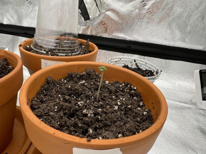 The Grow. Week 0 - 3 days after germination 