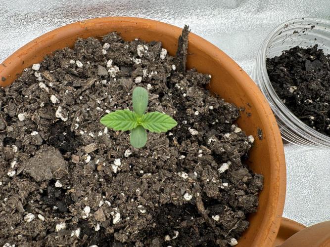 The Grow. Week 0