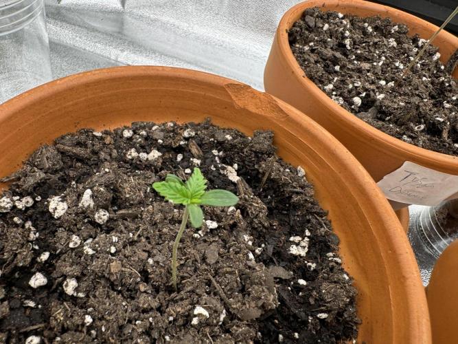The Grow. Week 0