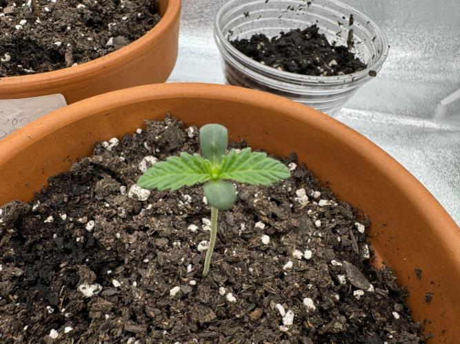 The Grow. Week 0