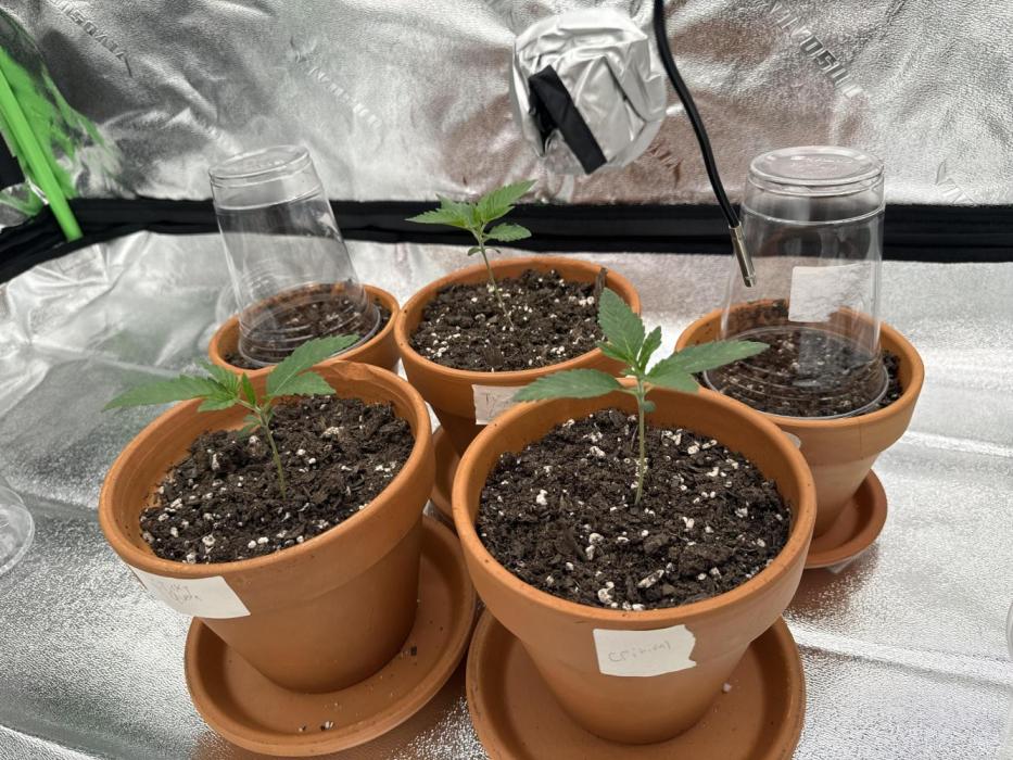 The Grow. Week 1