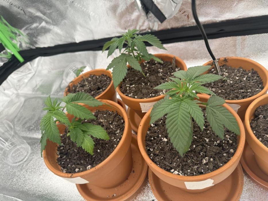 The Grow. Week 2 - They were doing great until I overwatered. Waiting for them to dry out.