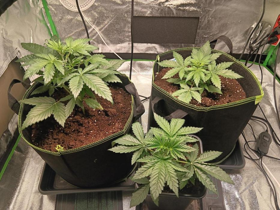 Outdoor Vorbereitungen. Week 3 - Day18