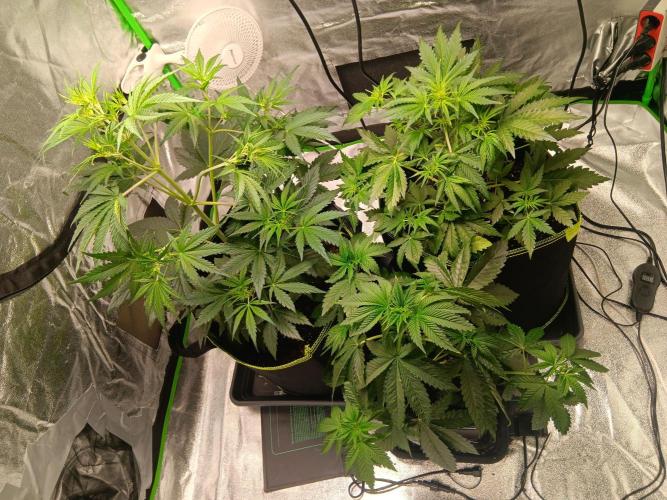 Outdoor Vorbereitungen. Week 4 - Day 27