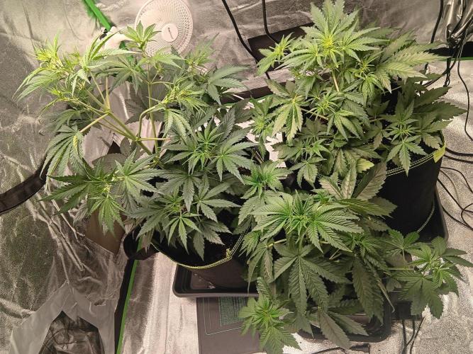 Outdoor Vorbereitungen. Week 4 - Day 27