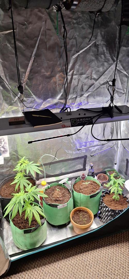 Trilogene Seeds - EZ Bake Auto door Burntjalepeno420