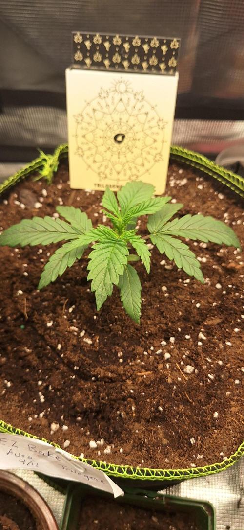 EZ Bake. Week 2