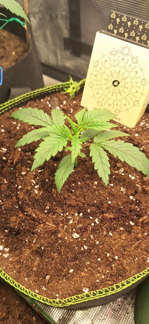 EZ Bake. Week 2