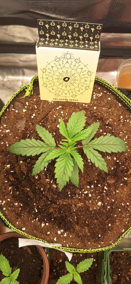 EZ Bake. Week 2