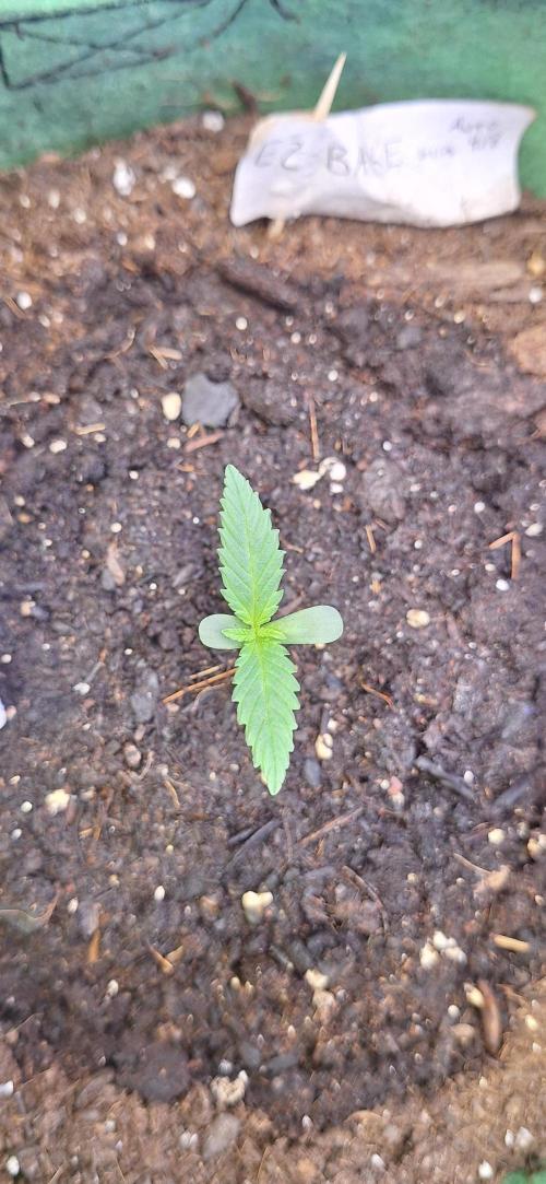 EZ Bake. Week 1
