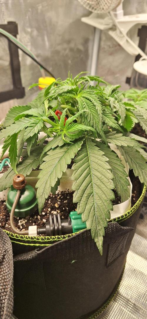 EZ Bake. Week 3
