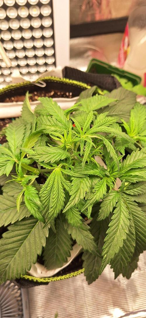 EZ Bake. Week 3