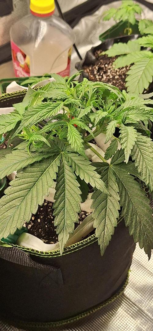 EZ Bake. Week 3