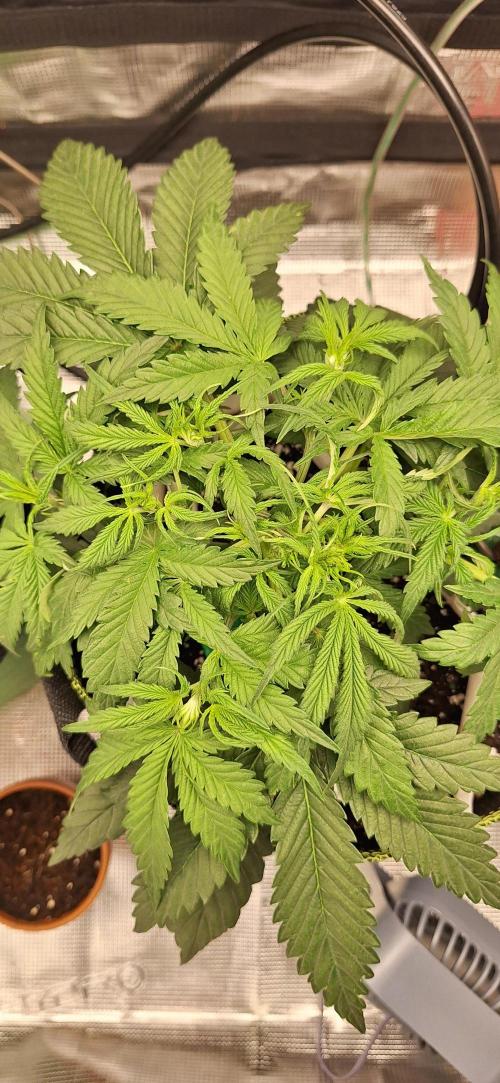 Burntjalepeno420