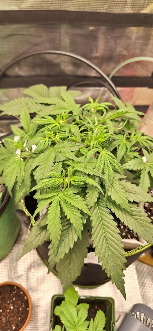 Burntjalepeno420