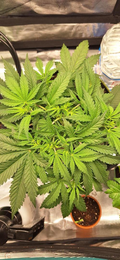 EZ Bake. Week 3 - Day 30