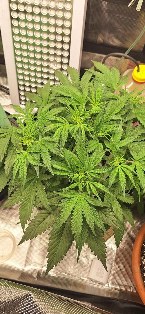 EZ Bake. Week 4 - Day 30