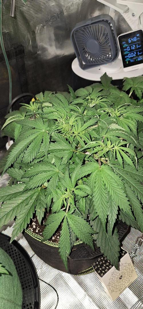 EZ Bake. Week 4