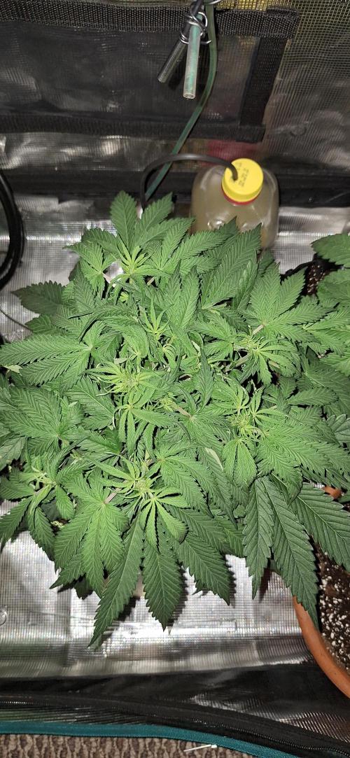 EZ Bake. Week 4