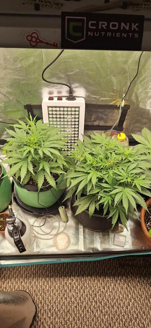 EZ Bake. Week 4