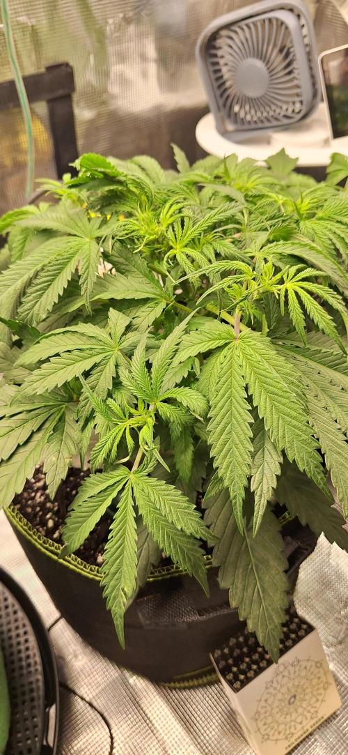 EZ Bake. Week 4