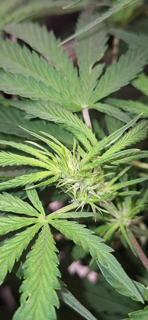 EZ Bake. Week 5