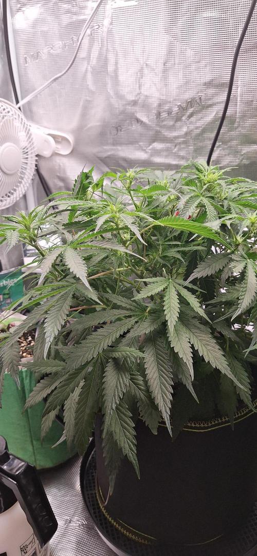 EZ Bake. Week 5