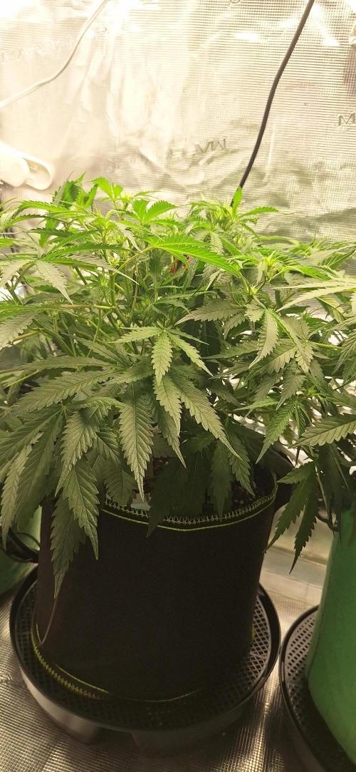 EZ Bake. Week 5 - Day 38