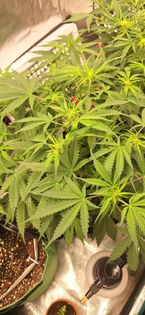 EZ Bake. Week 5 - Day 38