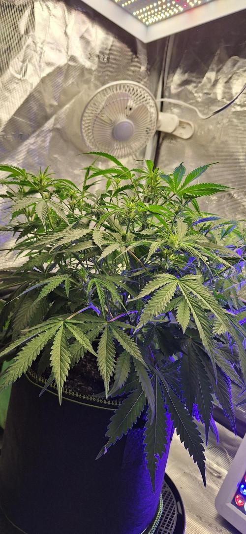EZ Bake. Week 5