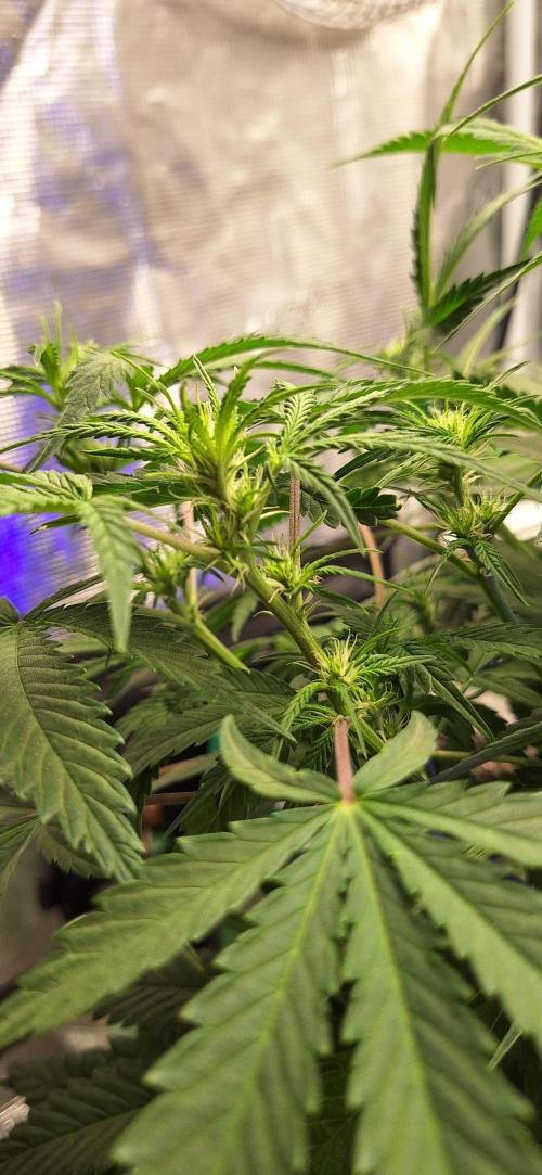 EZ Bake. Week 5 - Day 39