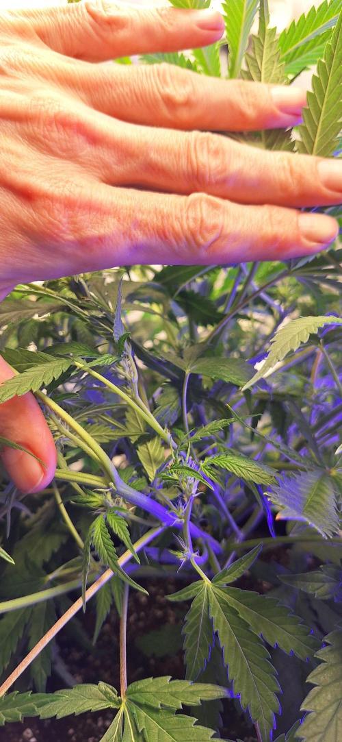 EZ Bake. Week 5 - Bushy in there...