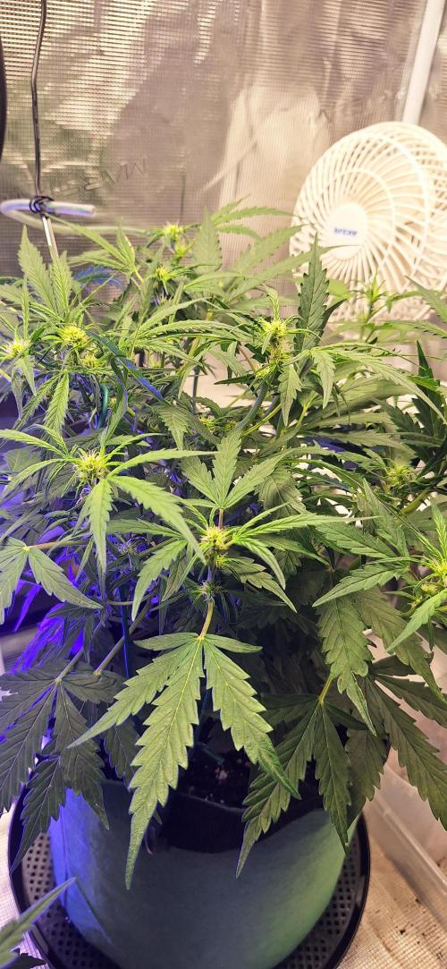 EZ Bake. Week 5
