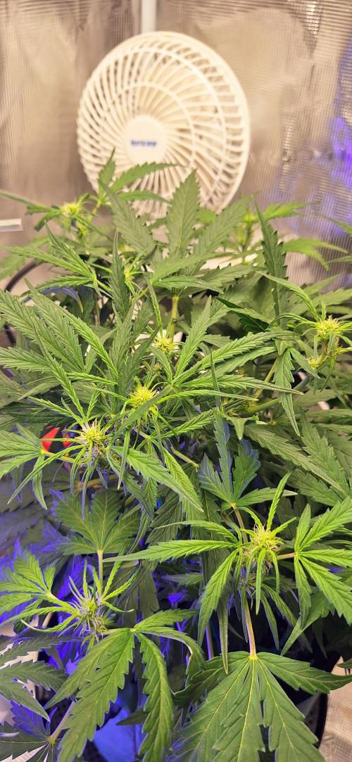 EZ Bake. Week 5 - Day 39 - Bud sites beginning to develop