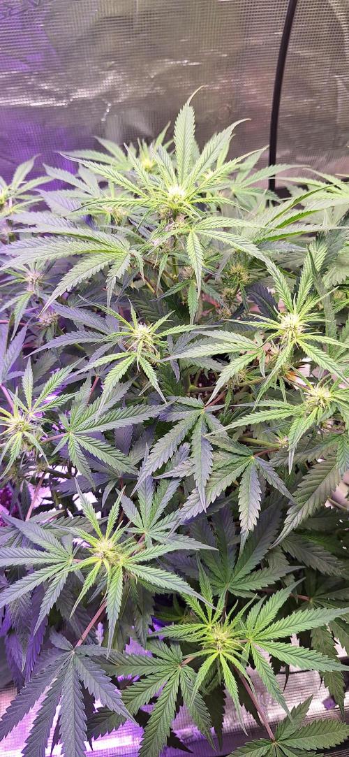 EZ Bake. Week 6