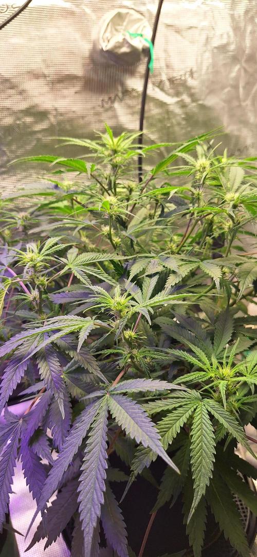 EZ Bake. Week 6
