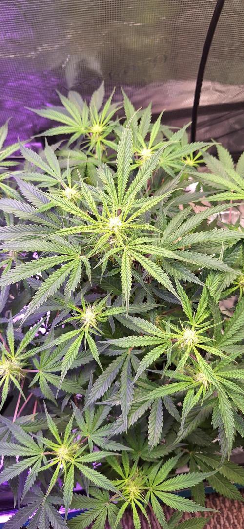 EZ Bake. Week 6