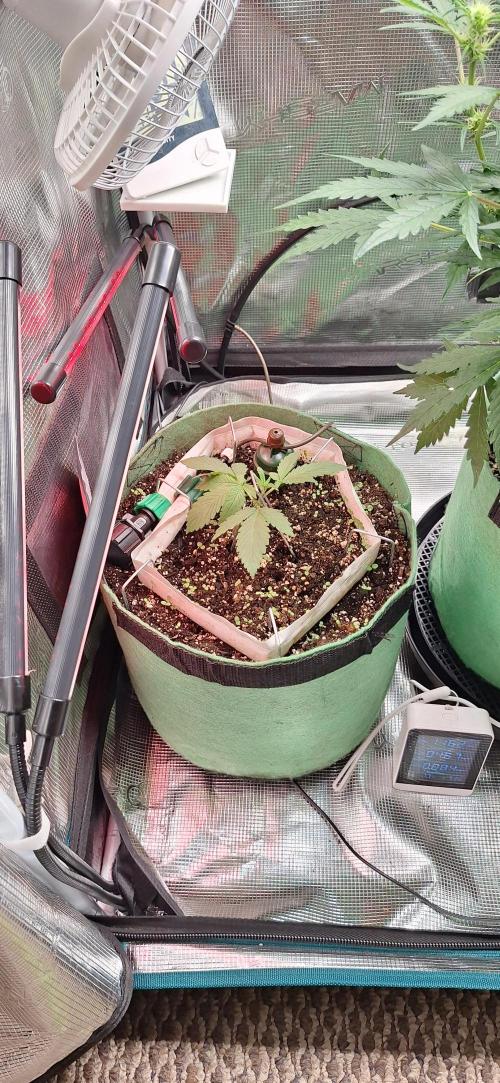 Lighting It Up. Week 2