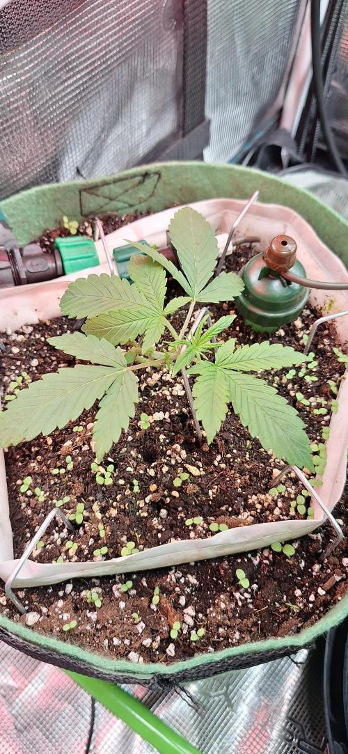 Lighting It Up. Week 2