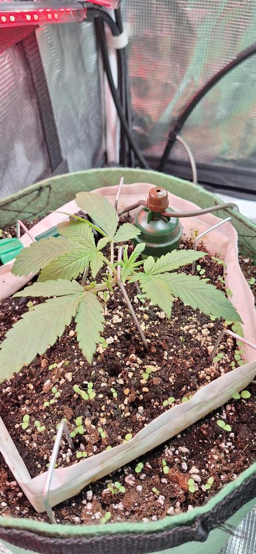 Lighting It Up. Week 2
