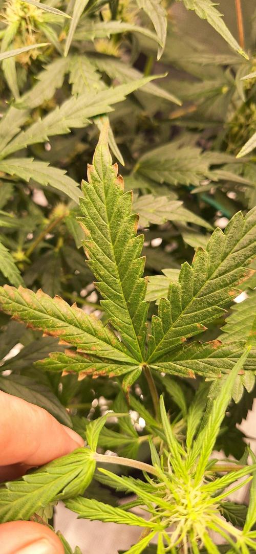 Burntjalepeno420
