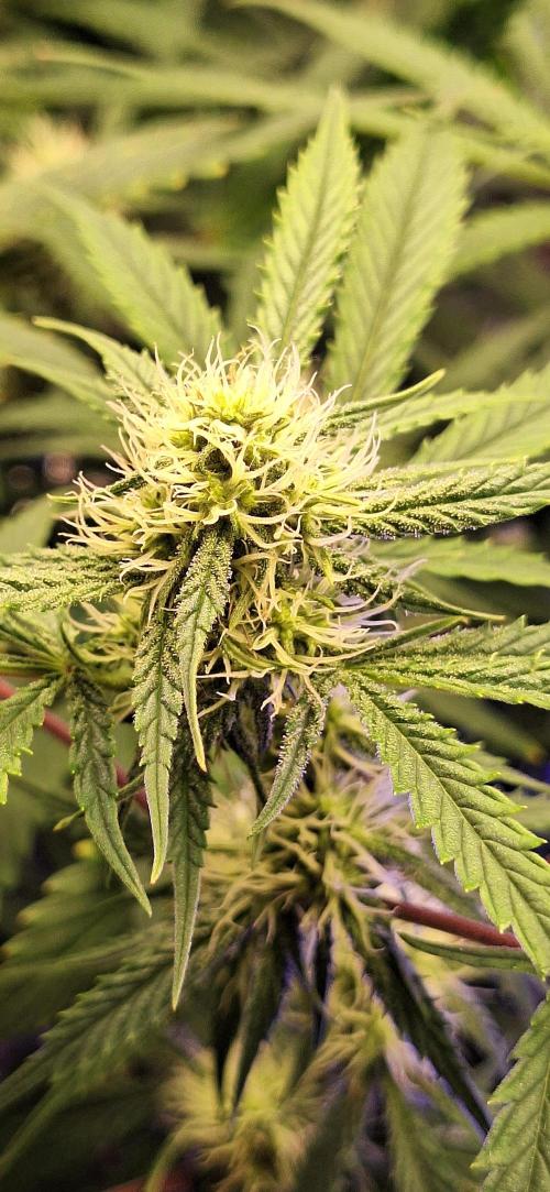 EZ Bake. Week 7