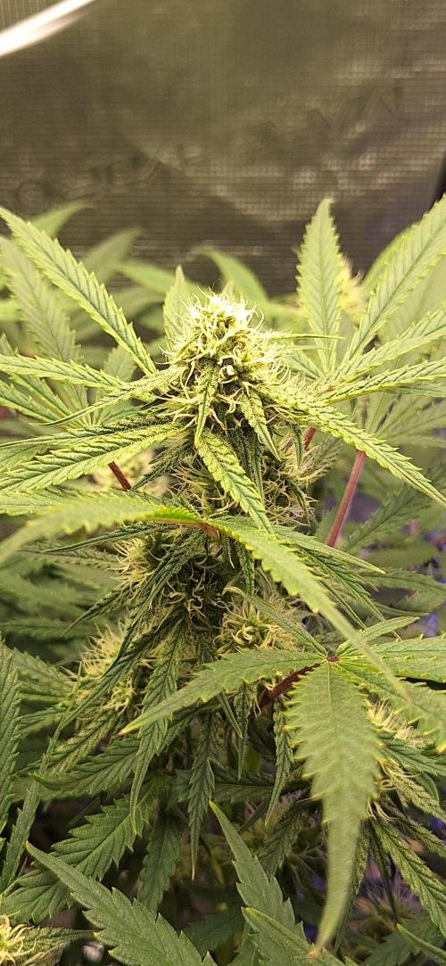 EZ Bake. Week 7