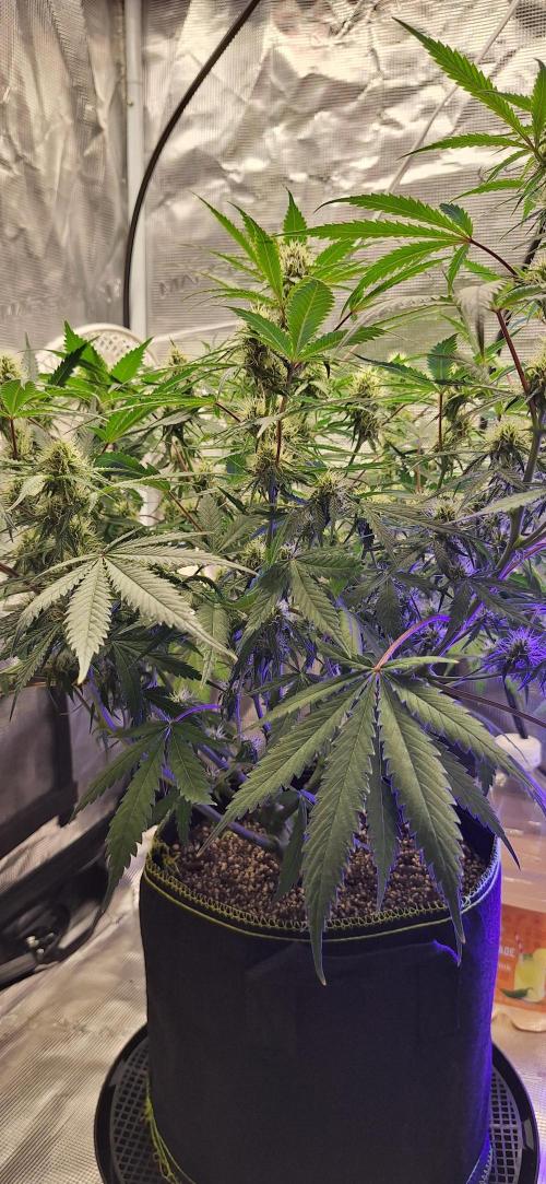 EZ Bake. Week 7